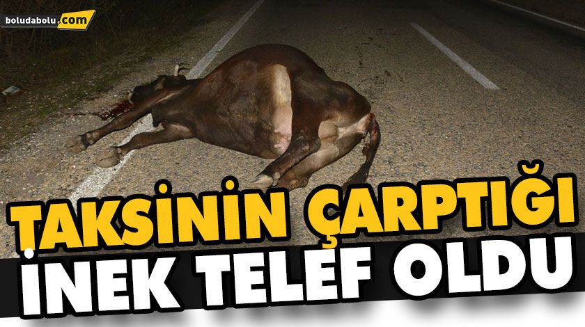 TAKSİNİN ÇARPTIĞI İNEK TELEF OLDU