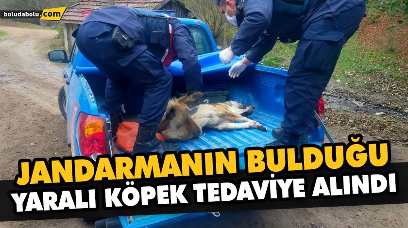 JANDARMANIN BULDUĞU YARALI KÖPEK TEDAVİYE ALINDI JANDARMANIN BULDUĞU YARALI KÖPEK TEDAVİYE ALINDI