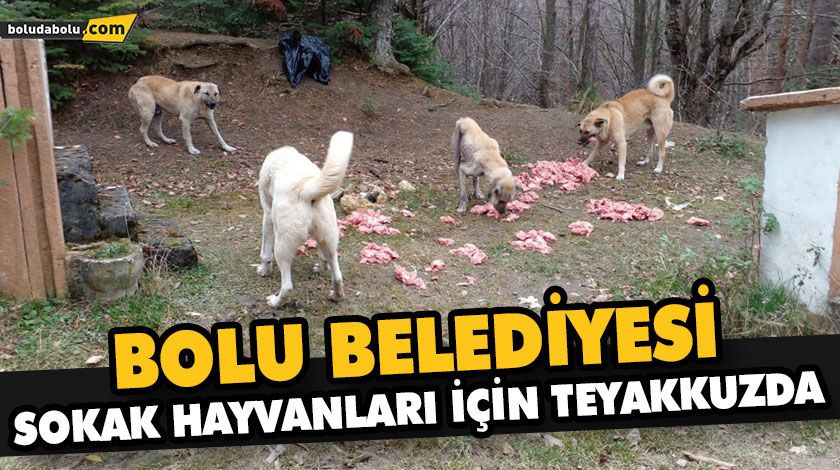 BOLU BELEDİYESİ SOKAK HAYVANLARI İÇİN TEYAKKUZDA BOLU BELEDİYESİ SOKAK HAYVANLARI İÇİN TEYAKKUZDA