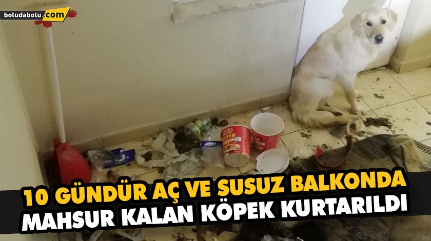 10 GÜNDÜR AÇ VE SUSUZ BALKONDA MAHSUR KALAN KÖPEK KURTARILDI 10 GÜNDÜR AÇ VE SUSUZ BALKONDA MAHSUR KALAN KÖPEK KURTARILDI