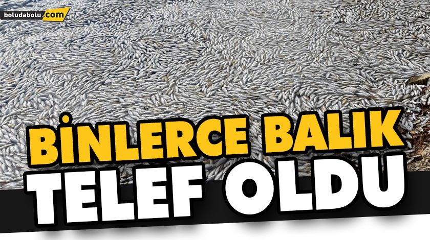 SÜNNET GÖLÜ’NDE BALIK ÖLÜMLERİNE İNCELEME BAŞLATILDI SÜNNET GÖLÜ’NDE BALIK ÖLÜMLERİNE İNCELEME BAŞLATILDI