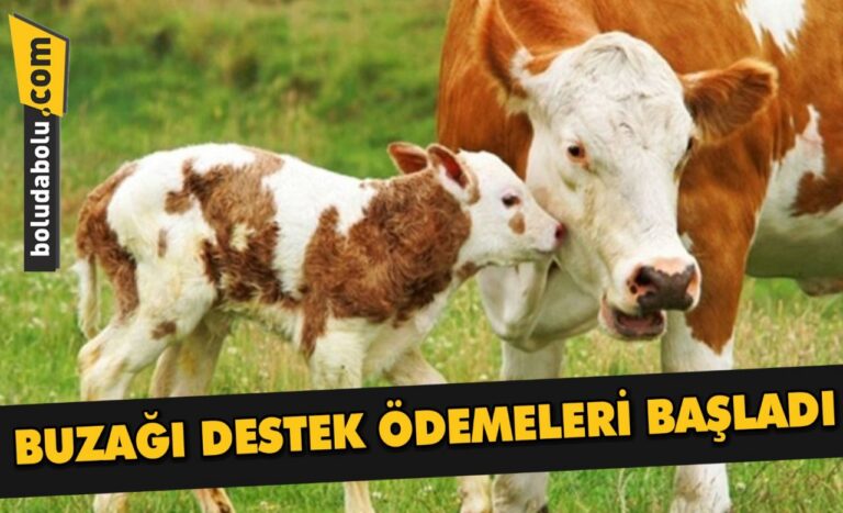 BUZAĞI DESTEK ÖDEMELERİ BAŞLADI