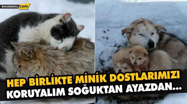 KARDA VE SOĞUK HAVALARDA SOKAK HAYVANLARINI DA UNUTMAYIN!