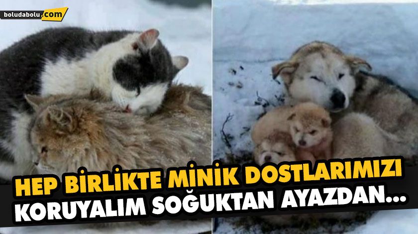 KARDA VE SOĞUK HAVALARDA SOKAK HAYVANLARINI DA UNUTMAYIN! KARDA VE SOĞUK HAVALARDA SOKAK HAYVANLARINI DA UNUTMAYIN!