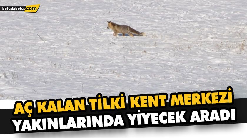 AÇ KALAN TİLKİ KENT MERKEZİ YAKINLARINDA YİYECEK ARADI