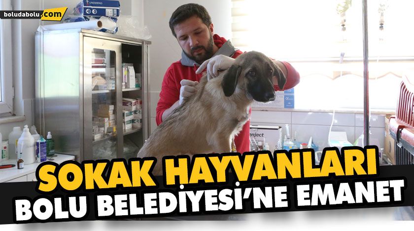 TOPLAM 6 BİN 367 SAHİPSİZ HAYVANA YARDIM ELİ UZATILDI TOPLAM 6 BİN 367 SAHİPSİZ HAYVANA YARDIM ELİ UZATILDI