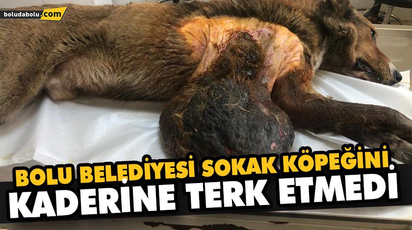 KARNINDA TÜMÜR OLAN SOKAK KÖPEĞİ AMELİYAT EDİLDİ KARNINDA TÜMÜR OLAN SOKAK KÖPEĞİ AMELİYAT EDİLDİ