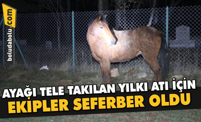 Bolu’da ayağı tele takılan yılkı atı için ekipler seferber oldu