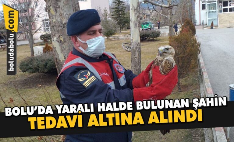 Bolu’da yaralı halde bulunan şahin tedavi altına alındı