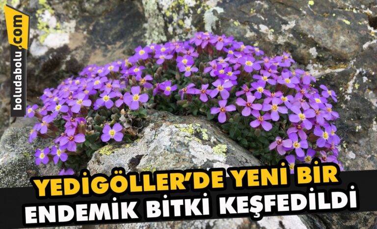 Yedigöller’de endemik bitki türü keşfedildi