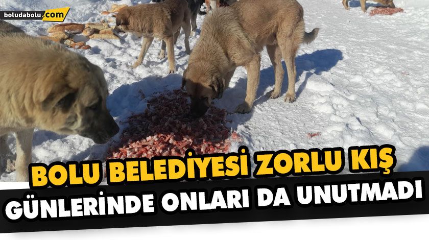 BOLU BELEDİYESİ ZORLU KIŞ GÜNLERİNDE ONLARI DA UNUTMADI BOLU BELEDİYESİ ZORLU KIŞ GÜNLERİNDE ONLARI DA UNUTMADI