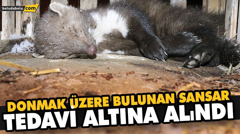 DONMAK ÜZERE BULUNAN SANSAR TEDAVİ ALTINA ALINDI DONMAK ÜZERE BULUNAN SANSAR TEDAVİ ALTINA ALINDI