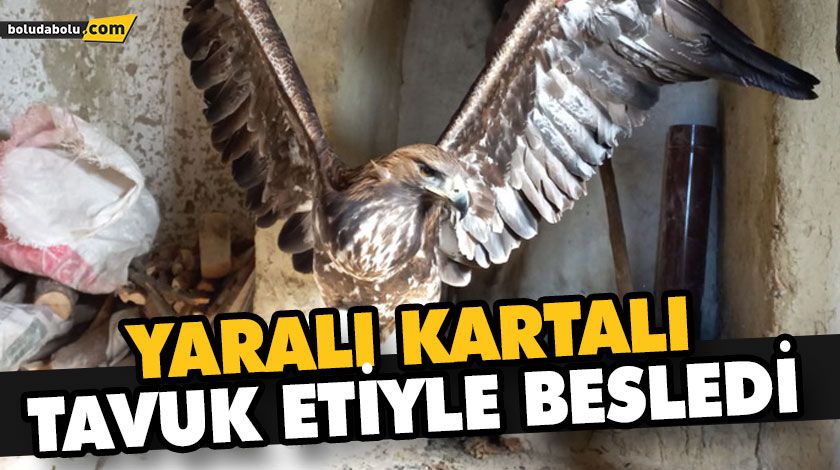 YARALI KARTALI, TAVUK ETİYLE BESLEDİ