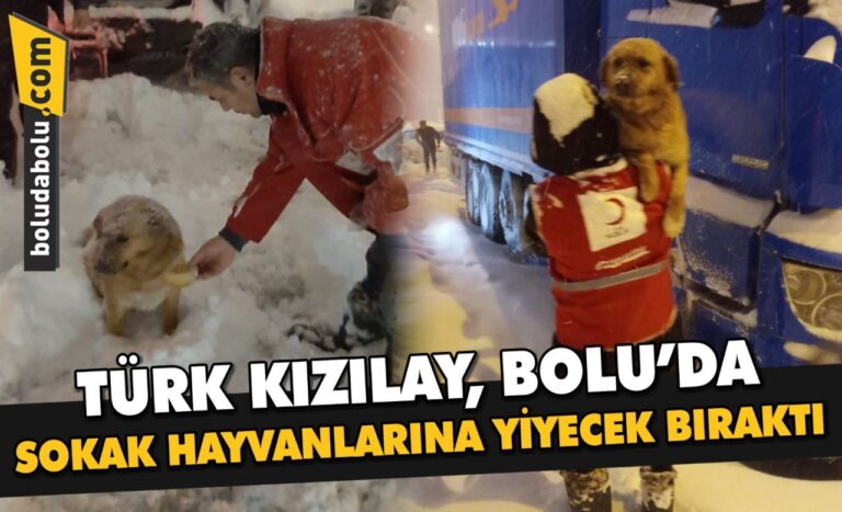 Türk Kızılay, Bolu’da sokak hayvanlarına yiyecek bıraktı
