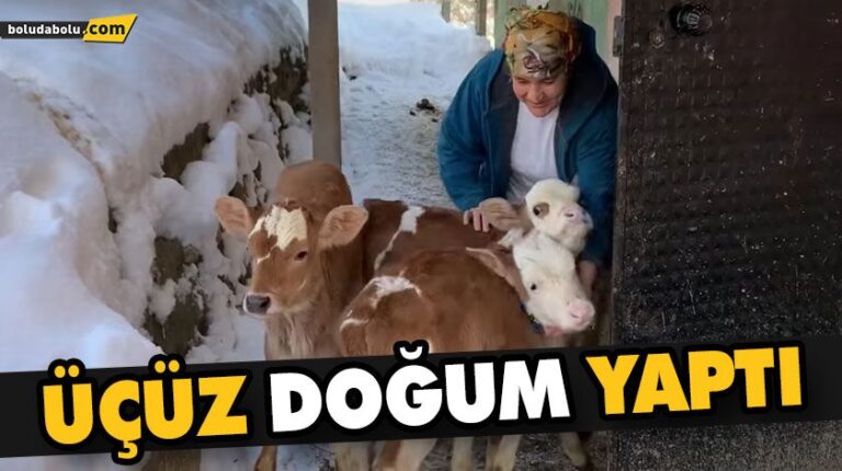 MENGEN’DE 5 DOĞUMDA 9 BUZAĞI BEREKETİ