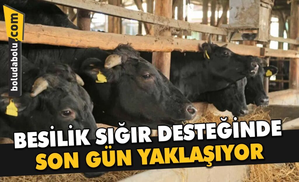 BESİLİK SIĞIR DESTEĞİNDE SON GÜN YAKLAŞIYOR