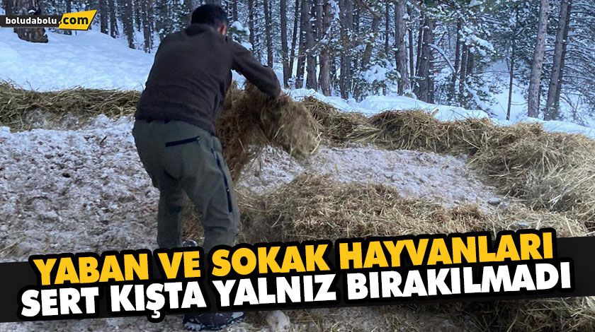 YABAN VE SOKAK HAYVANLARI SERT KIŞTA YALNIZ BIRAKILMADI YABAN VE SOKAK HAYVANLARI SERT KIŞTA YALNIZ BIRAKILMADI