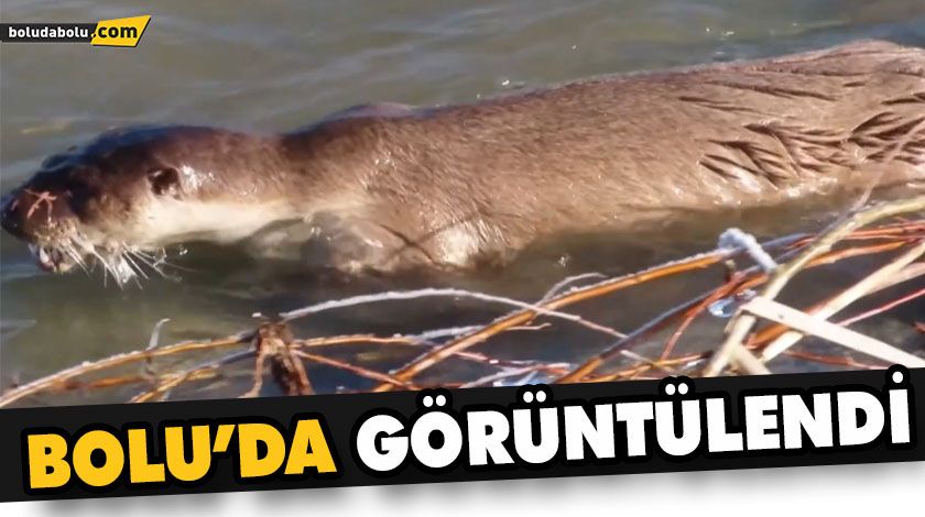 BOLU’DA SU SAMURU GÖRÜNTÜLENDİ BOLU’DA SU SAMURU GÖRÜNTÜLENDİ