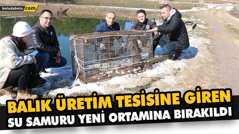 BALIK ÜRETİM TESİSİNE GİREN SU SAMURU YENİ ORTAMINA BIRAKILDI BALIK ÜRETİM TESİSİNE GİREN SU SAMURU YENİ ORTAMINA BIRAKILDI