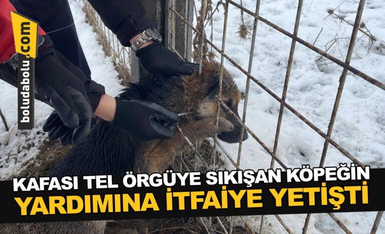 Bolu’da kafası tel örgüye sıkışan köpeğin yardımına itfaiye yetişti