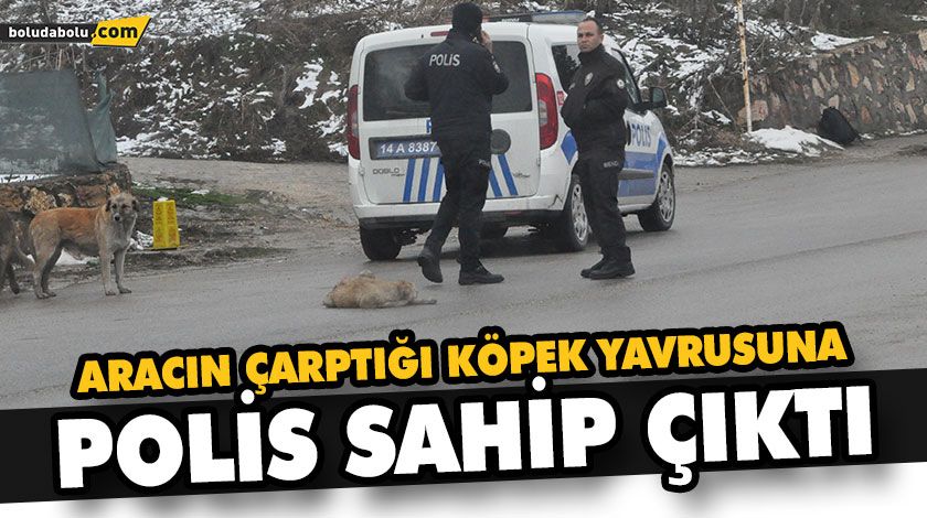 ARACIN ÇARPTIĞI KÖPEK YAVRUSUNA POLİS SAHİP ÇIKTI ARACIN ÇARPTIĞI KÖPEK YAVRUSUNA POLİS SAHİP ÇIKTI