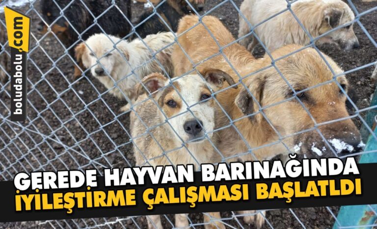 Gerede hayvan barınağında iyileştirme çalışması başlatıldı