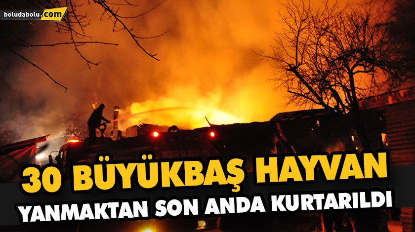30 BÜYÜKBAŞ HAYVAN, YANMAKTAN SON ANDA KURTARILDI 30 BÜYÜKBAŞ HAYVAN, YANMAKTAN SON ANDA KURTARILDI
