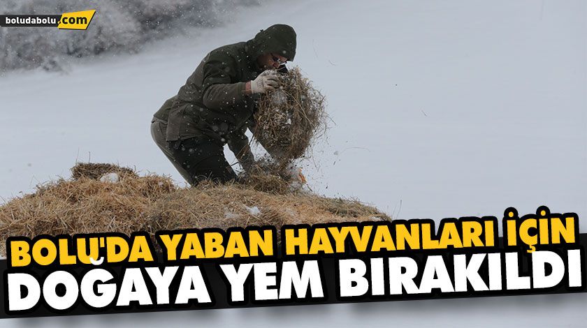 BOLU’DA YABAN HAYVANLARI İÇİN DOĞAYA YEM BIRAKILDI BOLU’DA YABAN HAYVANLARI İÇİN DOĞAYA YEM BIRAKILDI