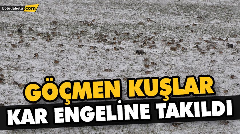 GÖÇMEN KUŞLAR KAR ENGELİNE TAKILDI GÖÇMEN KUŞLAR KAR ENGELİNE TAKILDI