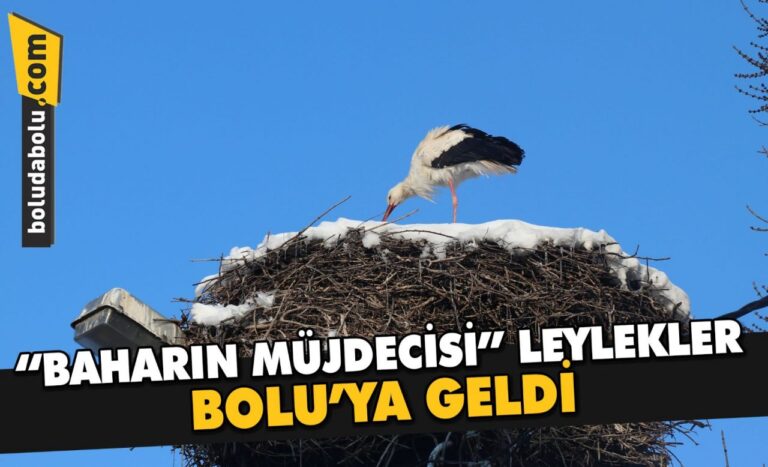 Bolu’ya gelen leyleklere yuvalarında kar sürprizi