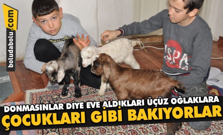 Donmasınlar diye eve aldıkları üçüz oğlaklara çocukları gibi bakıyorlar
