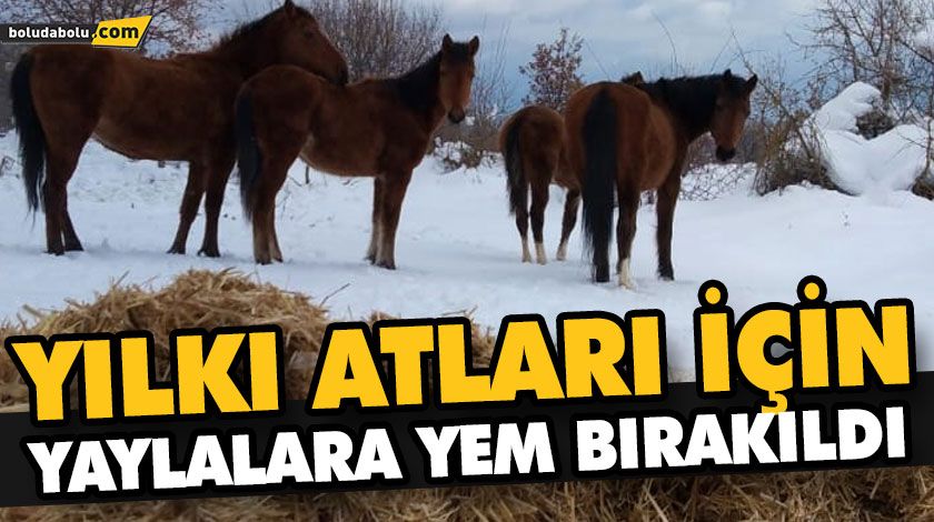YILKI ATLARI İÇİN YAYLALARA YEM BIRAKILDI YILKI ATLARI İÇİN YAYLALARA YEM BIRAKILDI