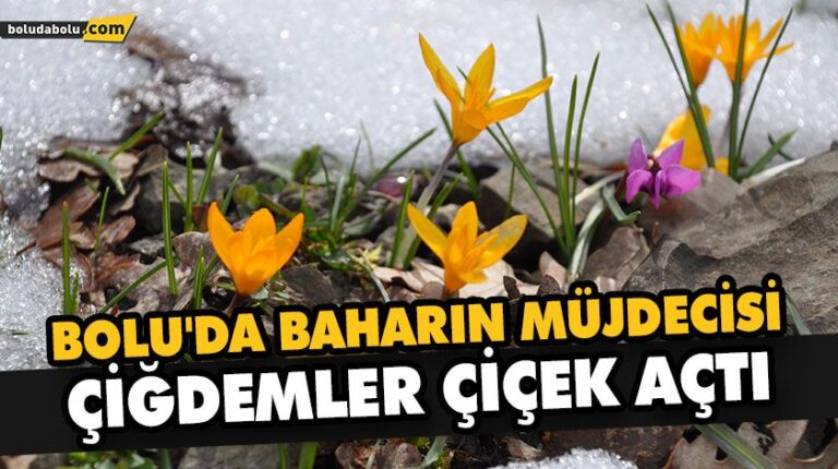 BOLU’DA BAHARIN MÜJDECİSİ ÇİĞDEMLER ÇİÇEK AÇTI