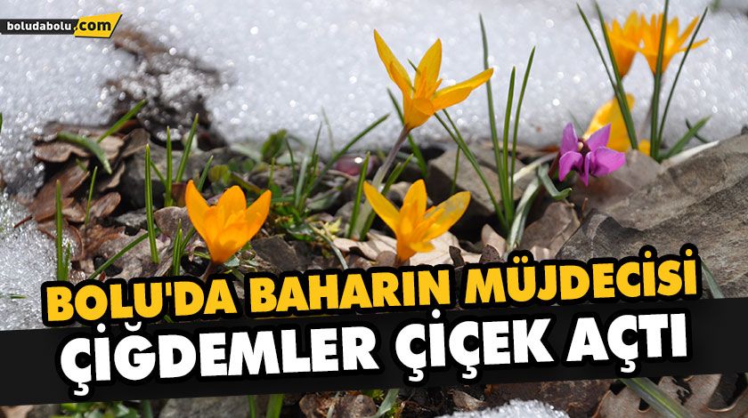 BOLU’DA BAHARIN MÜJDECİSİ ÇİĞDEMLER ÇİÇEK AÇTI BOLU’DA BAHARIN MÜJDECİSİ ÇİĞDEMLER ÇİÇEK AÇTI