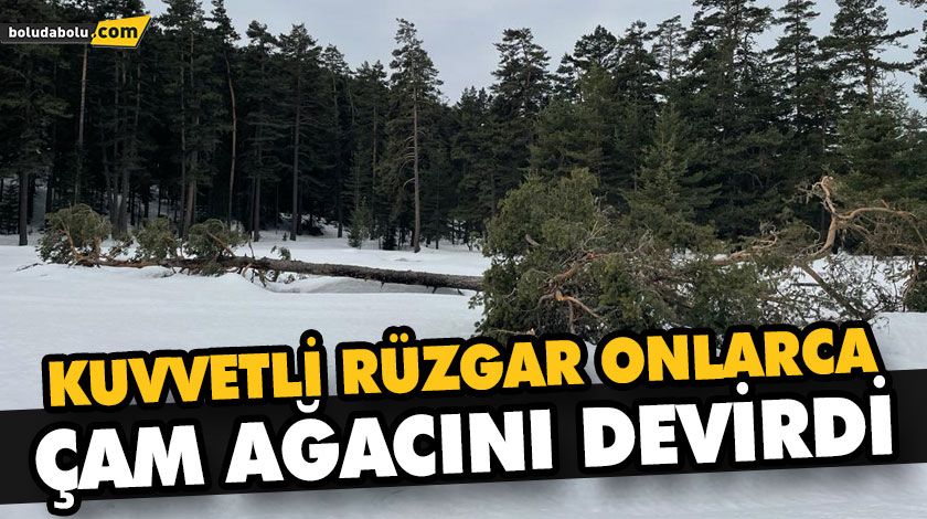 KUVVETLİ RÜZGAR ONLARCA ÇAM AĞACINI DEVİRDİ KUVVETLİ RÜZGAR ONLARCA ÇAM AĞACINI DEVİRDİ
