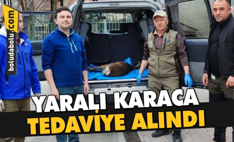 Bolu’da bulunan yaralı karaca tedaviye alındı
