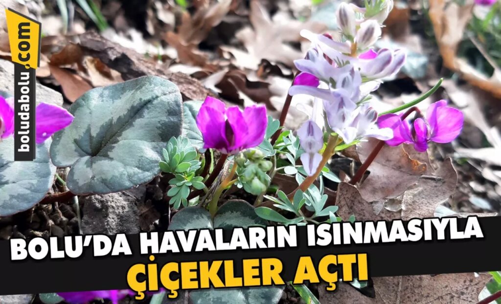 Bolu’da havaların ısınmasıyla çiçekler açtı Bolu’da havaların ısınmasıyla çiçekler açtı