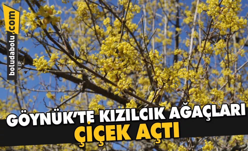 Göynük’te kızılcık ağaçları çiçek açtı Göynük’te kızılcık ağaçları çiçek açtı