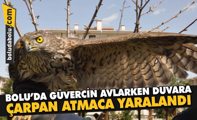 Bolu’da güvercin avlarken duvara çarpan atmaca yaralandı