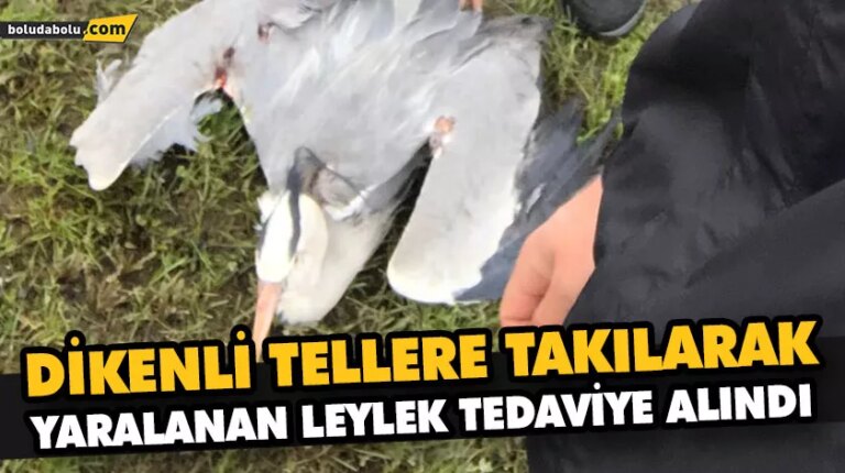 DİKENLİ TELLERE TAKILARAK YARALANAN LEYLEK TEDAVİYE ALINDI