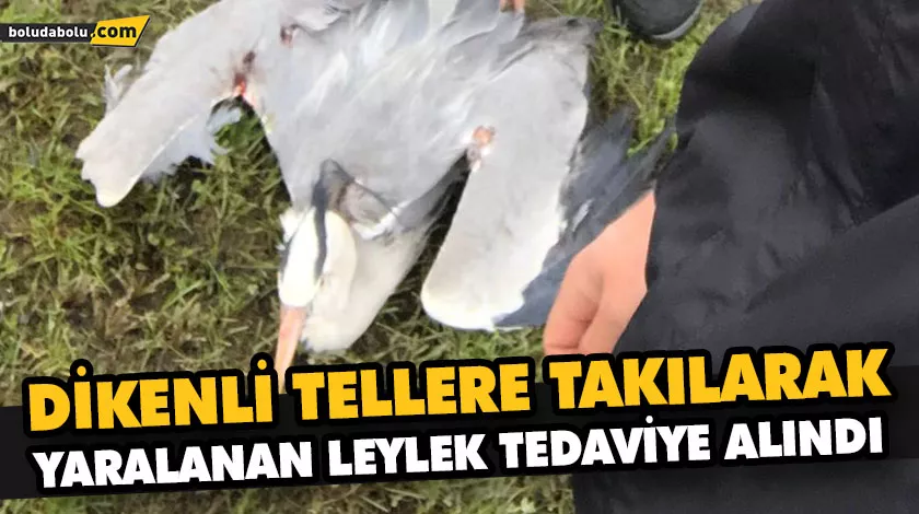DİKENLİ TELLERE TAKILARAK YARALANAN LEYLEK TEDAVİYE ALINDI