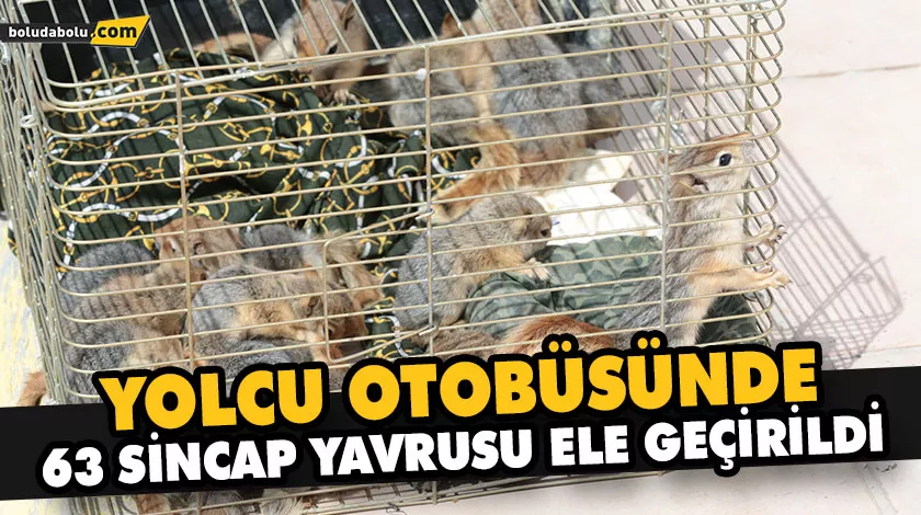 YOLCU OTOBÜSÜNDE 63 SİNCAP YAVRUSU ELE GEÇİRİLDİ YOLCU OTOBÜSÜNDE 63 SİNCAP YAVRUSU ELE GEÇİRİLDİ