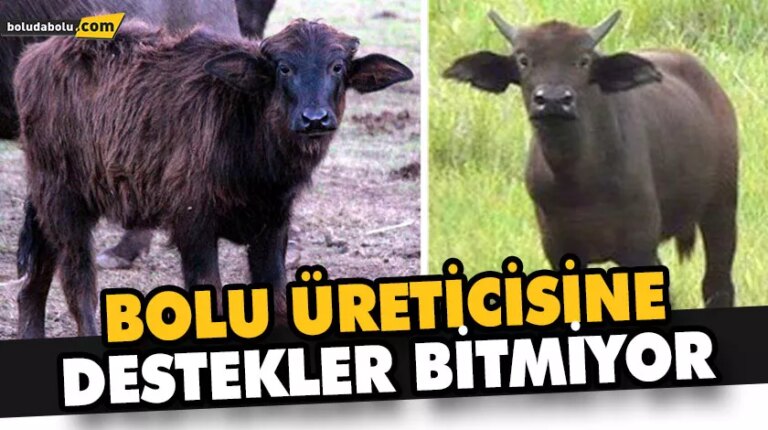BOLU ÜRETİCİSİNE DESTEKLER BİTMİYOR