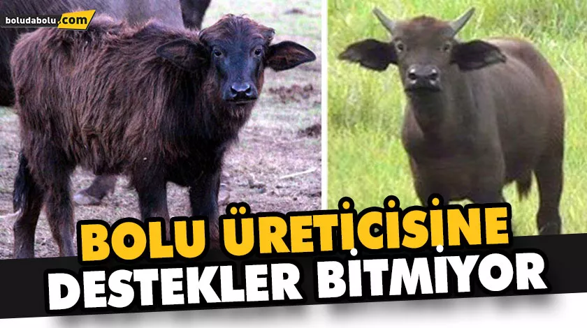 BOLU ÜRETİCİSİNE DESTEKLER BİTMİYOR BOLU ÜRETİCİSİNE DESTEKLER BİTMİYOR