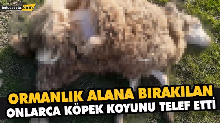 ORMANLIK ALANA BIRAKILAN ONLARCA KÖPEK KOYUNU TELEF ETTİ