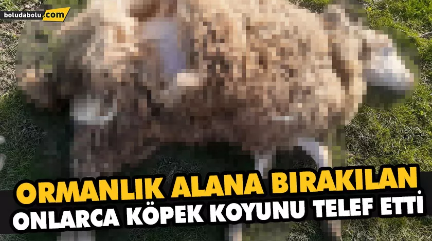 ORMANLIK ALANA BIRAKILAN ONLARCA KÖPEK KOYUNU TELEF ETTİ