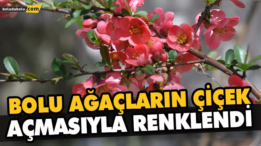 BOLU AĞAÇLARIN ÇİÇEK AÇMASIYLA RENKLENDİ BOLU AĞAÇLARIN ÇİÇEK AÇMASIYLA RENKLENDİ