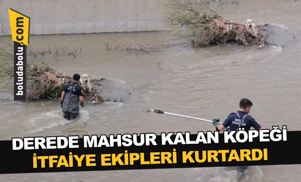 Bolu’da derede mahsur kalan köpeği itfaiye kurtardı Bolu’da derede mahsur kalan köpeği itfaiye kurtardı