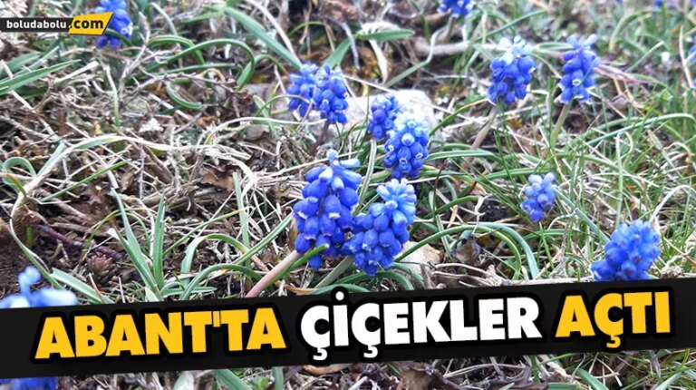 ABANT’TA ÇİÇEKLER AÇTI