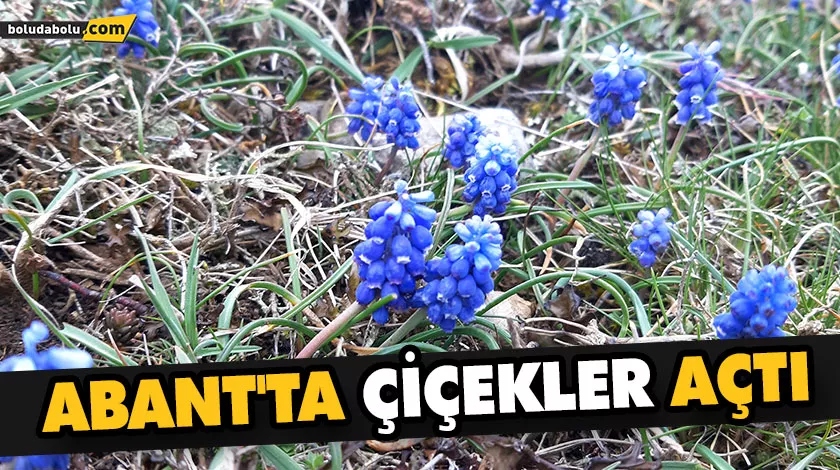 ABANT’TA ÇİÇEKLER AÇTI ABANT’TA ÇİÇEKLER AÇTI